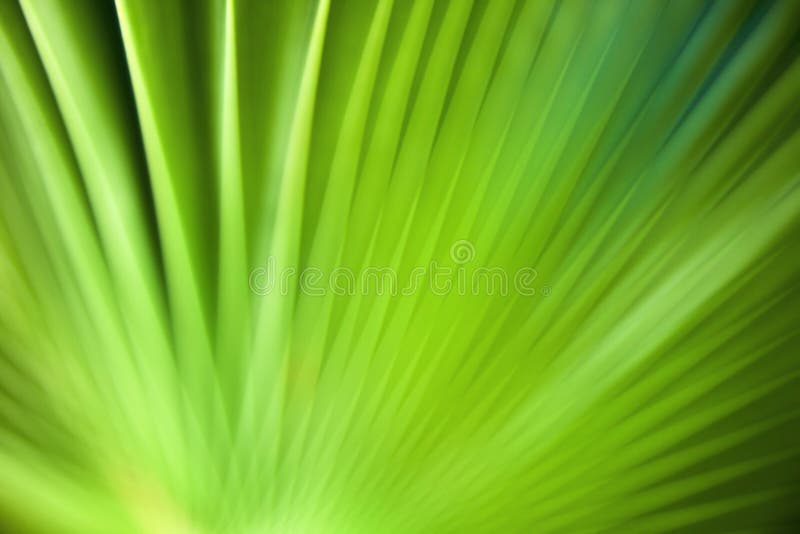 Palm leaf defocused to produce an abstract textured background in shades of green with radial streaks. Palm leaf defocused to produce an abstract textured background in shades of green with radial streaks.