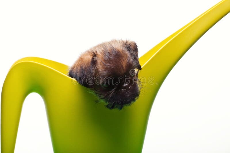 Fond vert de blanc de boîte d'arrosage de chien de bébé de griffon photo stock Fond vert de blanc de boîte d'arrosage de chien de bébé de griffon photo stock