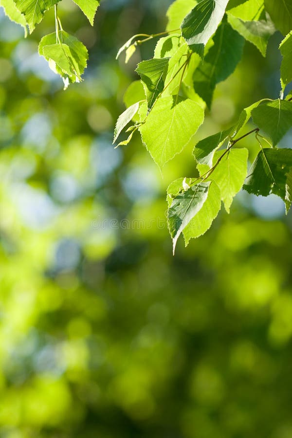 Fond vert de nature photos stock Fond vert de nature photos stock