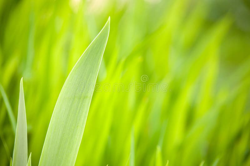 Vivid green leaves closeup, fresh spring background. Vivid green leaves closeup, fresh spring background