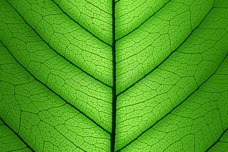Structure cellulaire de feuille verte - texture macro photo libre de droits
