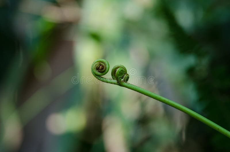 Fond vert en spirale de feuille photographie stock Fond vert en spirale de feuille photographie stock