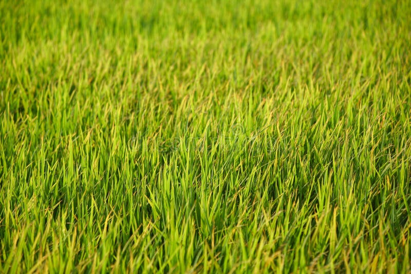Fond vert frais de gisement de riz image stock Fond vert frais de gisement de riz image stock
