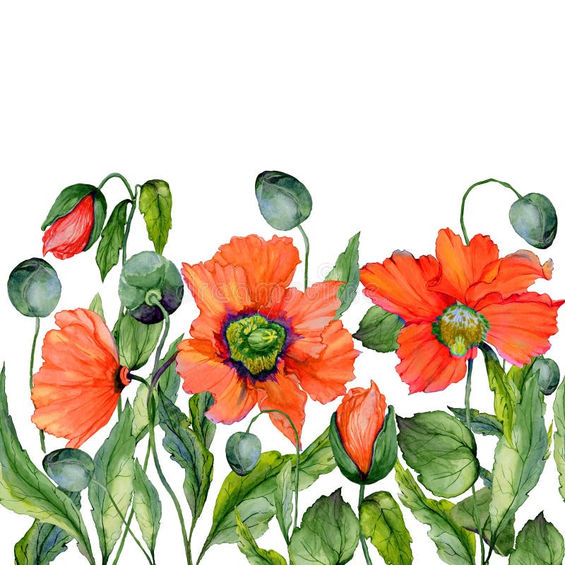 Fond vif d'été ou de ressort Belles fleurs rouges de pavot sur le fond blanc Forme carrée Configuration florale sans joint illustration stock Fond vif d'été ou de ressort Belles fleurs rouges de pavot sur le fond blanc Forme carrée Configuration florale sans joint illustration stock