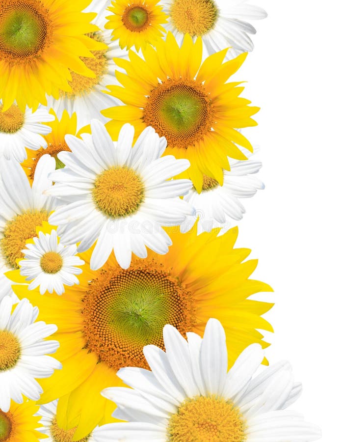 Fond, été ou source de marguerite saisonniers photos stock Fond, été ou source de marguerite saisonniers photos stock