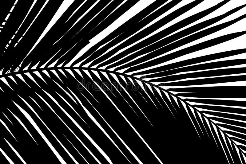 Fondo abstracto blanco y negro de la hoja de palmas imagen de archivo Fondo abstracto blanco y negro de la hoja de palmas imagen de archivo