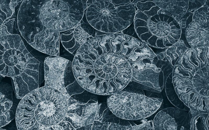 Fondo abstracto de amonitas fósiles, papel pintado decorativo de cáscaras aterrorizadas, impresión de los espirales blancos de co fotografía de archivo Fondo abstracto de amonitas fósiles, papel pintado decorativo de cáscaras aterrorizadas, impresión de los espirales blancos de co fotografía de archivo
