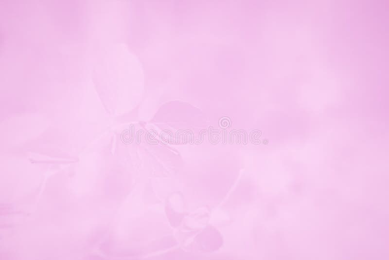 Fondo Abstracto De Gradiente Rosa Pastel Con Patrón De Hojas Imagen de  archivo - Imagen de valentinas, enmascarado: 169972945