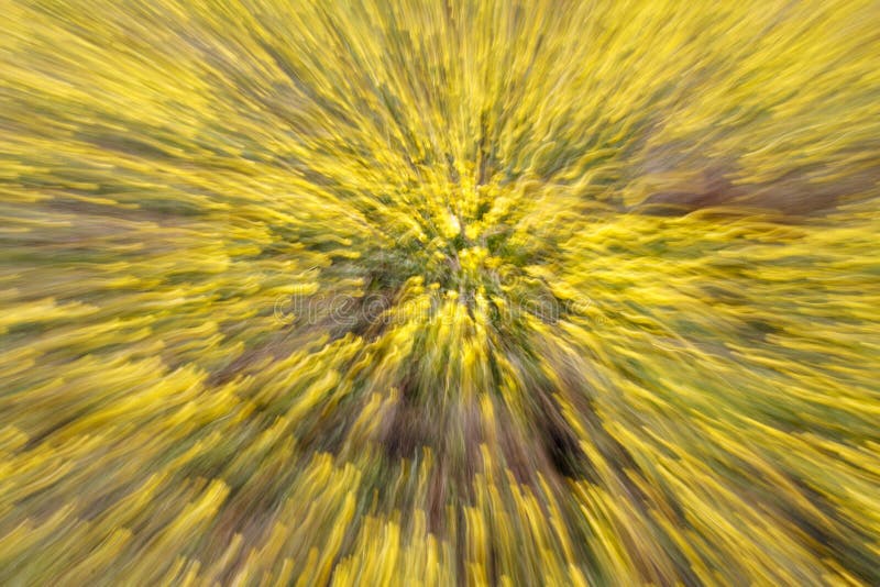 Fondo abstracto de la naturaleza Tiroteo a la velocidad de obturador lenta al cambiar la longitud focal de la lente imagenes de archivo Fondo abstracto de la naturaleza Tiroteo a la velocidad de obturador lenta al cambiar la longitud focal de la lente imagenes de archivo