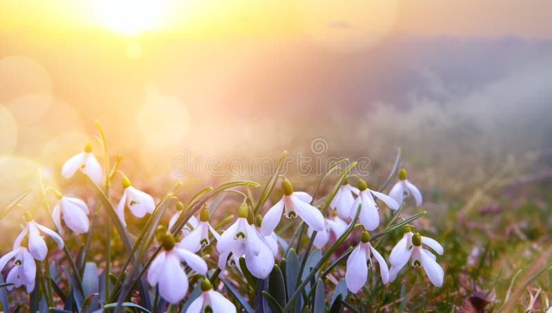 Fondo abstracto de la primavera de la naturaleza; Flor de la primavera de Snowdrop fotografía de archivo libre de regalías Fondo abstracto de la primavera de la naturaleza; Flor de la primavera de Snowdrop fotografía de archivo libre de regalías