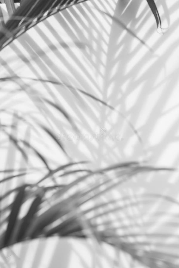 Abstract background of shadows palm leaves on a white wall. White and Black. Abstract background of shadows palm leaves on a white wall. White and Black