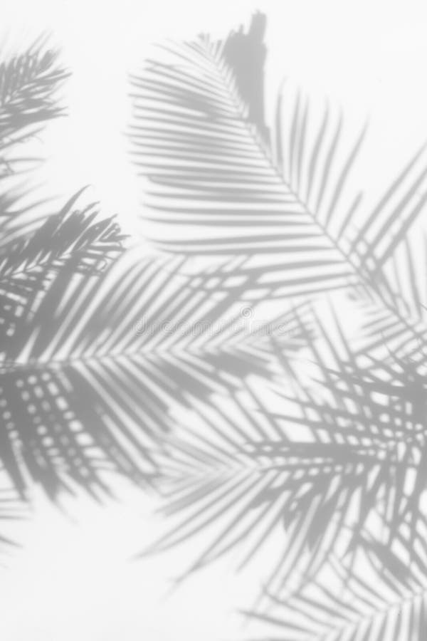 Abstract background of shadows palm leaves on a white wall. White and Black. Abstract background of shadows palm leaves on a white wall. White and Black