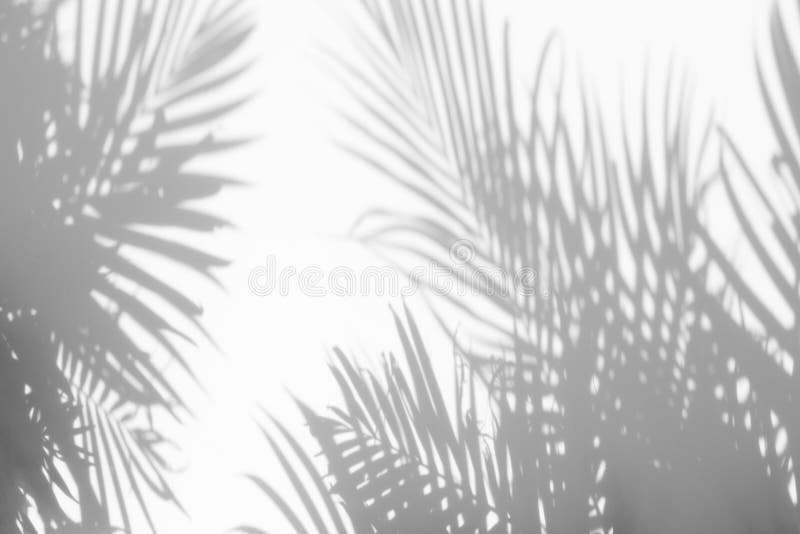 Abstract background of shadows palm leaves on a white wall. White and Black. Abstract background of shadows palm leaves on a white wall. White and Black