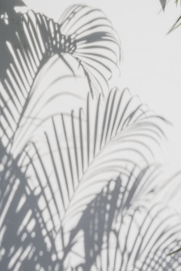 Abstract background of shadows palm leaves on a white wall. White and Black. Abstract background of shadows palm leaves on a white wall. White and Black