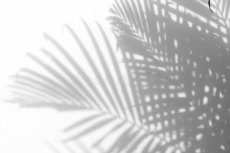 Abstract background of shadows palm leaf on a white wall. White and Black. Abstract background of shadows palm leaf on a white wall. White and Black