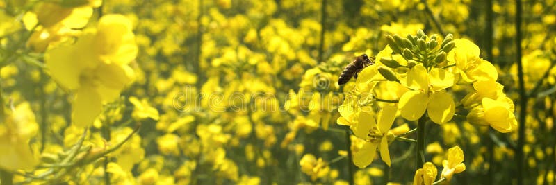 Summer yellow background. A bee on a flower of a rape and a blurred rapeseed field. Brassica napus. Beekeeping and oilseeds. Banner size. Copy space. Summer yellow background. A bee on a flower of a rape and a blurred rapeseed field. Brassica napus. Beekeeping and oilseeds. Banner size. Copy space