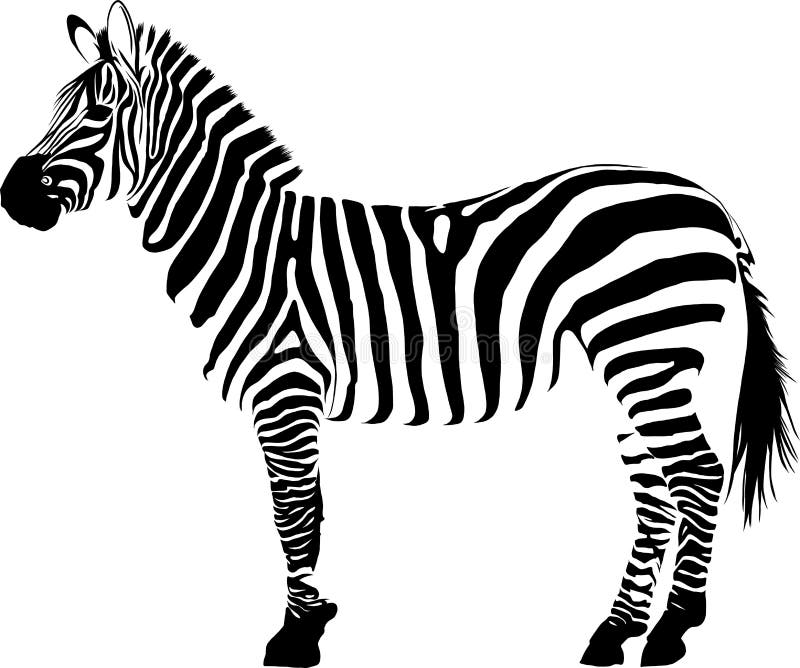 Fondo Animal Blanco Y Negro Del Ejemplo De La Cebra Del Vectorin Del