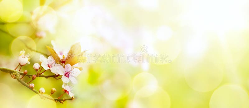 Fondo astratto del fiore della primavera; Paesaggio di Pasqua fotografia stock Fondo astratto del fiore della primavera; Paesaggio di Pasqua fotografia stock