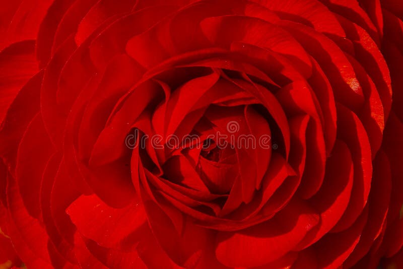 Fondo astratto: Fiore rosso del ranunculus immagini stock libere da diritti Fondo astratto: Fiore rosso del ranunculus immagini stock libere da diritti