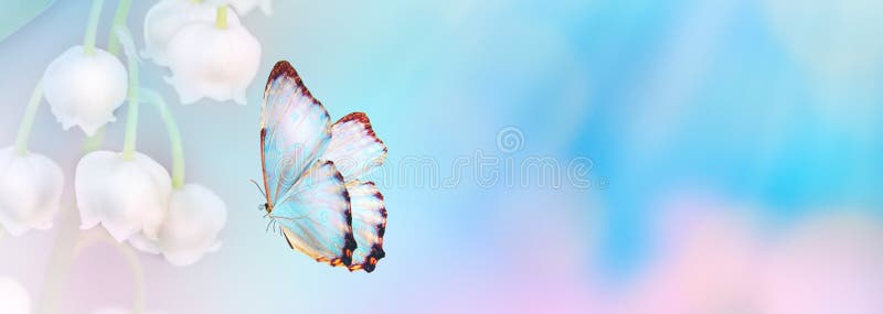 Fondo astratto floreale di colore blu viola Chiuda sul fiore e sulla farfalla rosa dell'universo con lo spazio della copia Stile fotografie stock libere da diritti Fondo astratto floreale di colore blu viola Chiuda sul fiore e sulla farfalla rosa dell'universo con lo spazio della copia Stile fotografie stock libere da diritti