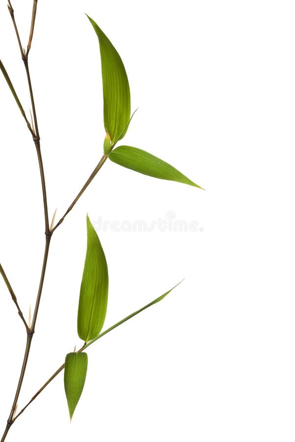 Fondo bianco isolato bambù fotografie stock libere da diritti