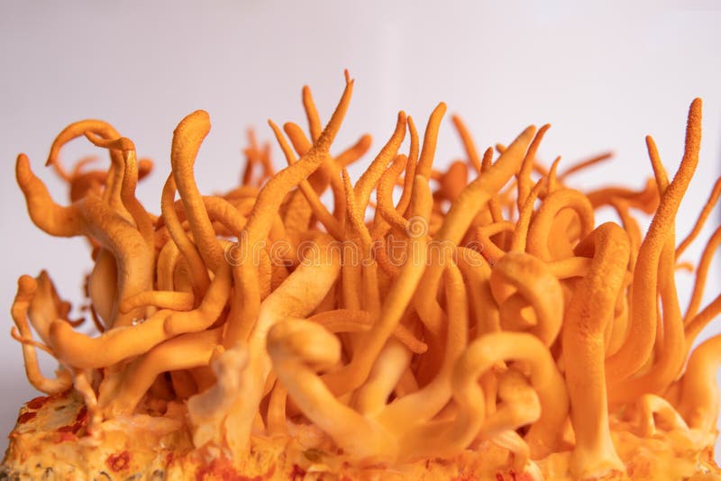 Fondo blanco. cordycepina. cordyceps militaris mushroom. cordyceps fresco. foto de archivo libre de regalías