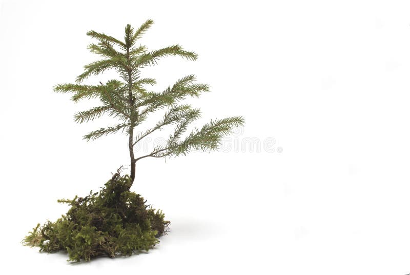 Fondo blanco de moho de cultivo de coniones pequeños imágenes de archivo libres de regalías