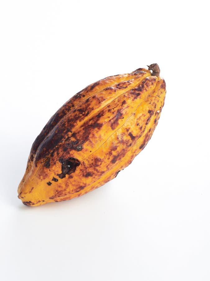 Fondo blanco del cacao de la vaina fresca de la fruta fotografía de archivo libre de regalías Fondo blanco del cacao de la vaina fresca de la fruta fotografía de archivo libre de regalías