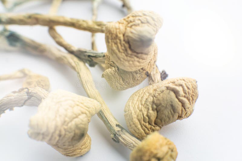 Fondo blanco. hongo psilocybin. albino a cepa. droga psicodélica. cerrar sala mágica foto de archivo.