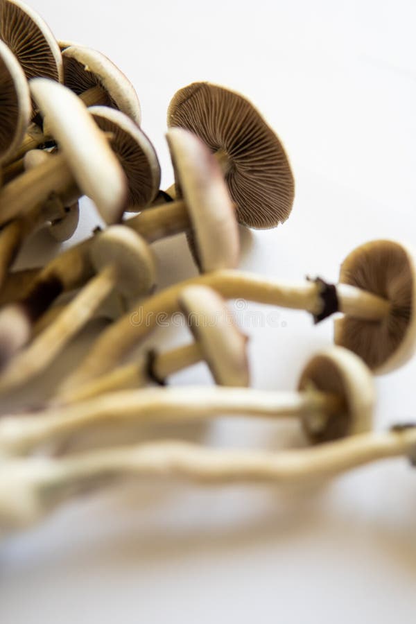 Fondo blanco. salón psilocybin fresco. fármaco psicodélico alucinógeno. salón mágico foto de archivo libre de regalías