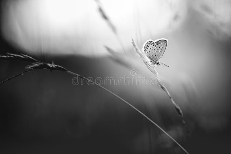 Fondo blanco y negro de la naturaleza Prado de la mariposa y de la hierba fotos de archivo Fondo blanco y negro de la naturaleza Prado de la mariposa y de la hierba fotos de archivo