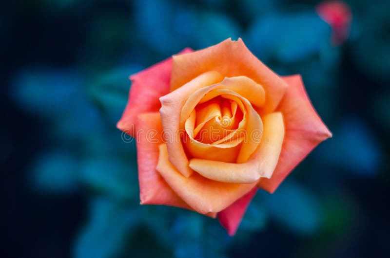Fondo blu arancio delle rose gialle fotografia stock libera da diritti Fondo blu arancio delle rose gialle fotografia stock libera da diritti