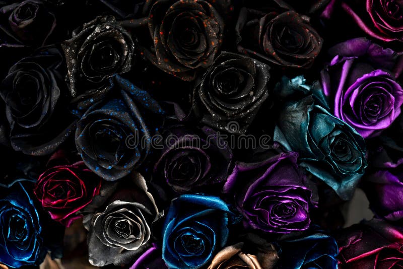 1,771 Rosas Negras Fotos de stock - Fotos libres de regalías de Dreamstime