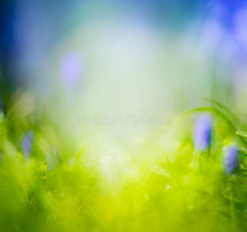 Fondo borroso de la primavera o de la naturaleza del verano con la hierba y las flores azules imagen de archivo libre de regalías Fondo borroso de la primavera o de la naturaleza del verano con la hierba y las flores azules imagen de archivo libre de regalías