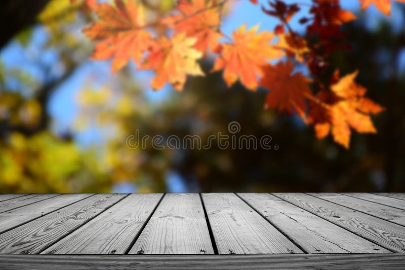 Fondo borroso hermoso del bosque del otoño de la naturaleza y tabla de madera vacía imagen de archivo Fondo borroso hermoso del bosque del otoño de la naturaleza y tabla de madera vacía imagen de archivo