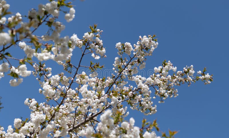 Fondo botánico floreciente en el árbol sakura en primavera foto de archivo