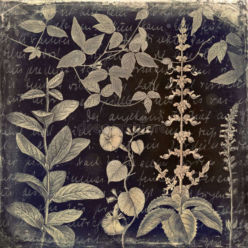 Fondo botánico sucio del vintage foto de archivo libre de regalías Fondo botánico sucio del vintage foto de archivo libre de regalías