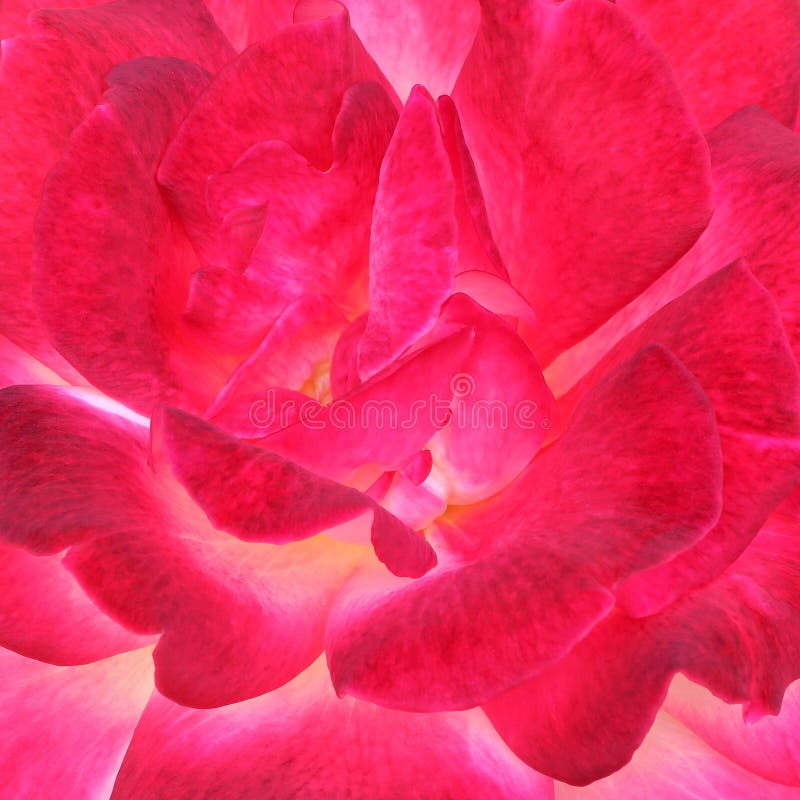 Fondo color de rosa rojo de la textura de la flor imagenes de archivo Fondo color de rosa rojo de la textura de la flor imagenes de archivo