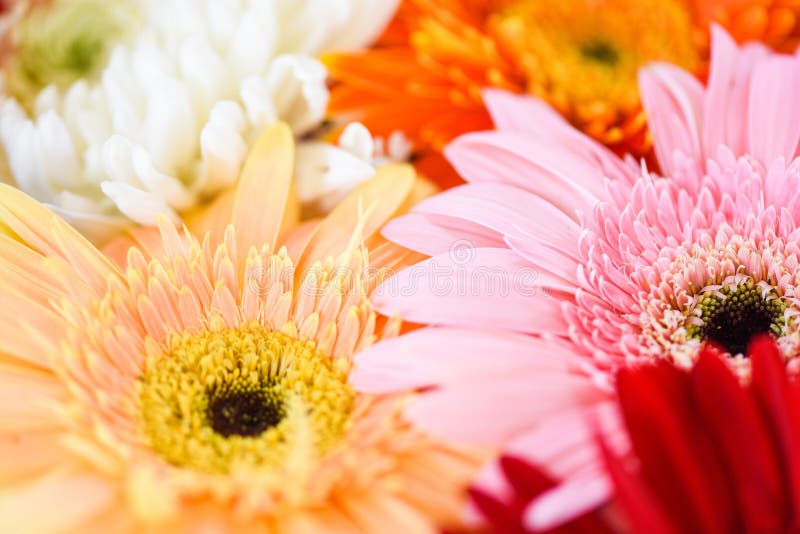 fondo colorido de la flor del crisantemo del gerbera de la planta del manojo de las flores de la primavera imagen de archivo libre de regalías fondo colorido de la flor del crisantemo del gerbera de la planta del manojo de las flores de la primavera imagen de archivo libre de regalías