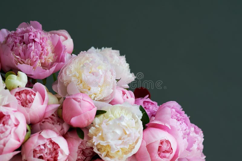 Fondo Con Bellas Flores Blancas Y Rosadas Peonías. Foto de archivo - Imagen de primer, flor: 186707048 Fondo Con Bellas Flores Blancas Y Rosadas Peonías. Foto de archivo - Imagen de primer, flor: 186707048