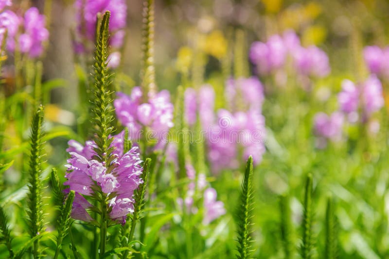 Fondo con il fiore rosa al prato di fioritura immagini stock libere da diritti Fondo con il fiore rosa al prato di fioritura immagini stock libere da diritti