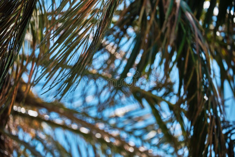 Fondo con las hojas de la palmera imagenes de archivo Fondo con las hojas de la palmera imagenes de archivo