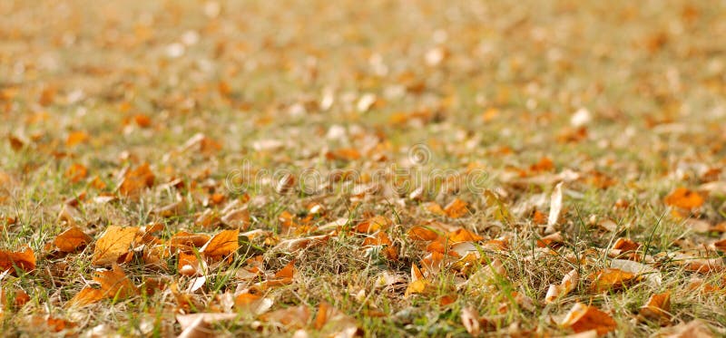 Fondo con las hojas de otoño imagen de archivo Fondo con las hojas de otoño imagen de archivo