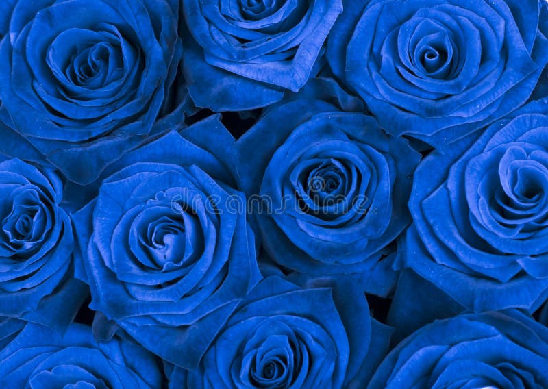 Fondo Con Las Rosas Azules Hermosas Foto de archivo - Imagen de empresario,  taza: 50435948
