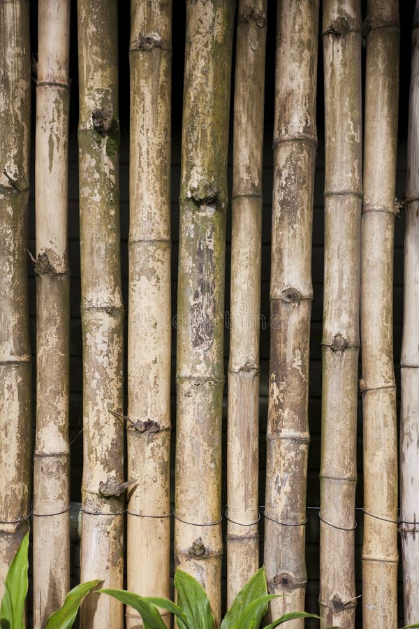 Fondo De Bambú De La Naturaleza De La Pantalla Foto de archivo - Imagen de  chino, bosque: 59573354