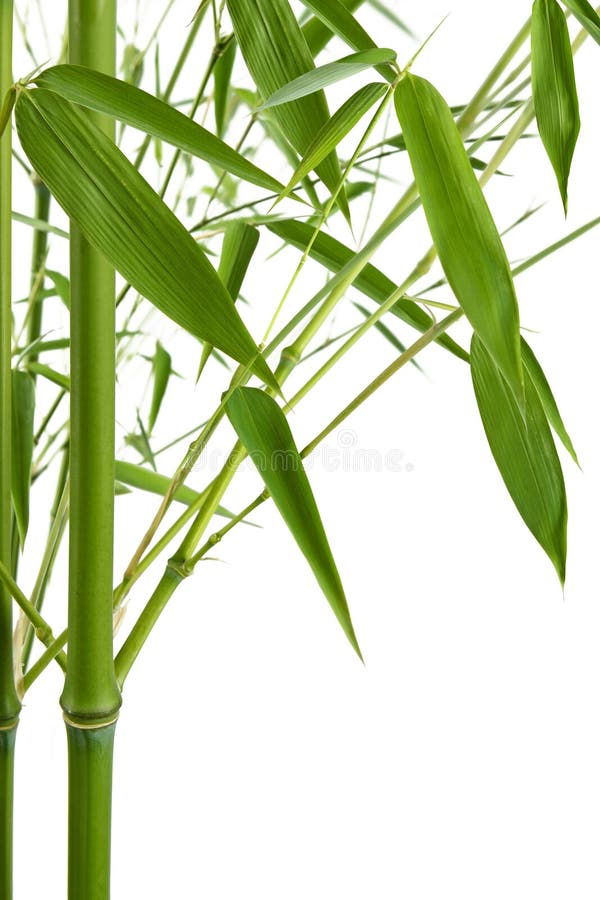 Fondo de bambú imágenes de archivo libres de regalías