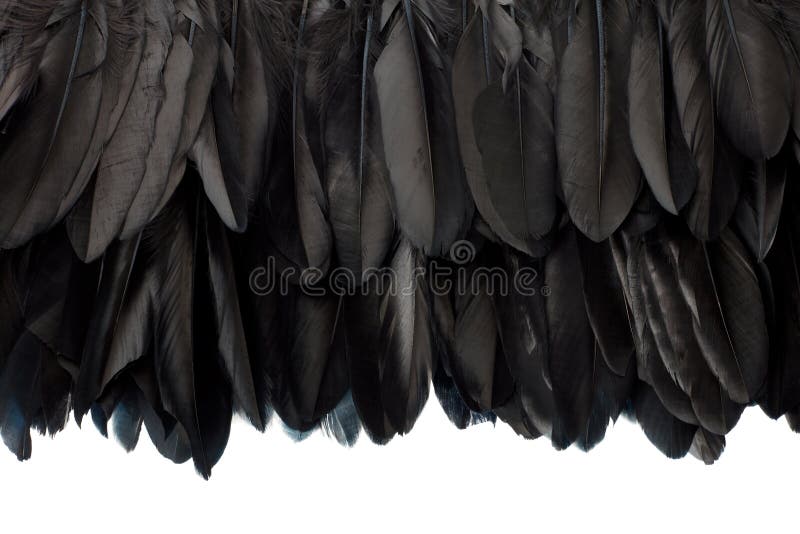 Cerca de plumas negras de fondo o textura