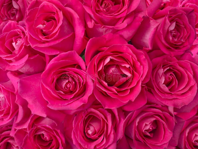 República Preparación pasar por alto Fondo De Color Rosa Oscuro Del Ramo De Las Rosas Imagen de archivo - Imagen  de amor, boda: 62087037