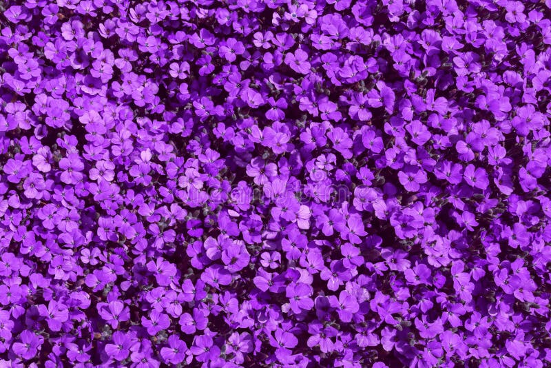 El top 100 fondo flores moradas