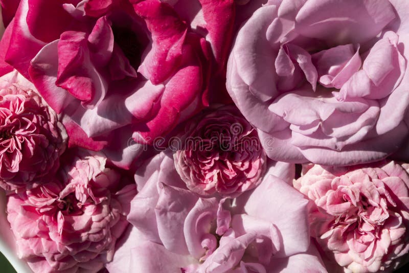 Fondo de flores de rosa imagen de archivo. Imagen de elegancia - 227452629